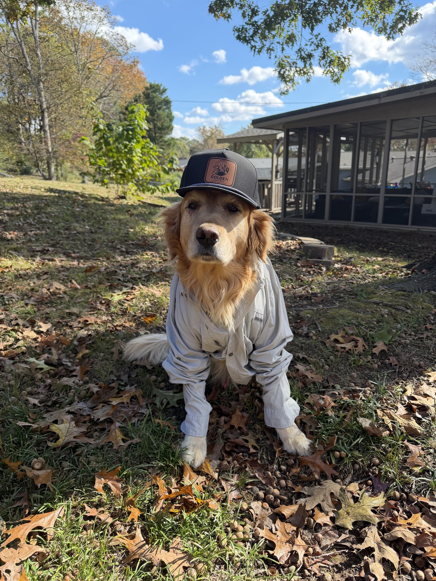 Hendrix the Golden Retriever in a Golden Repairs hat and work shirt